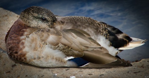 Maralee_Park_130923_54590-Edit