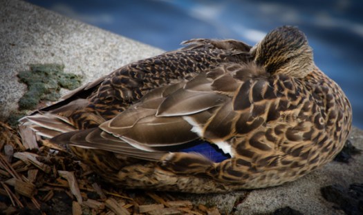 Maralee_Park_130923_54598-Edit