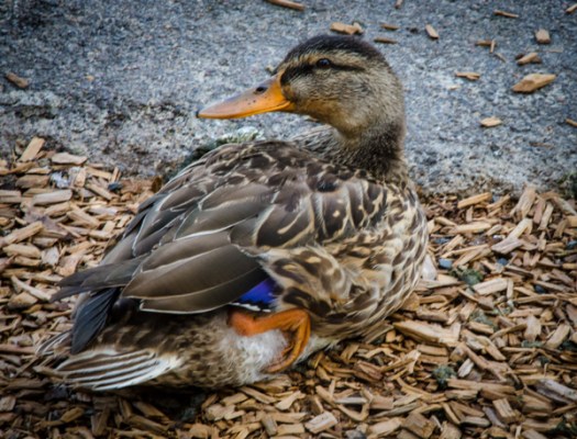 Maralee_Park_130923_54603-Edit