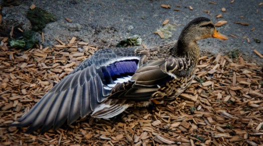 Maralee_Park_130923_54605-Edit