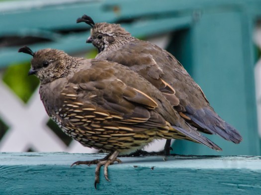 Maralee_Park_130928_54669-Edit