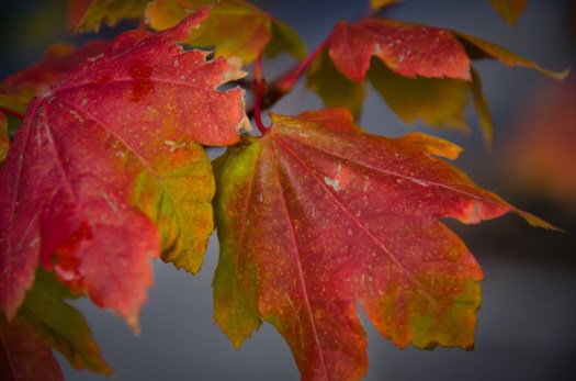 Maralee_Park_131002_54731-Edit