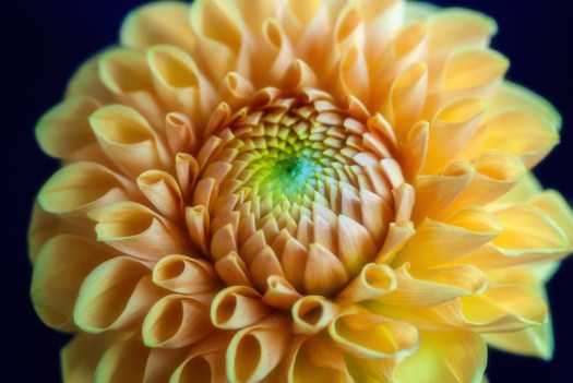 Dahlia