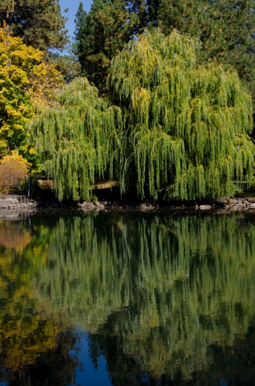 Mirror Pond Reflection