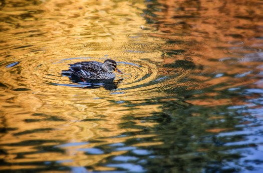 Maralee_Park_131014_55181-Edit