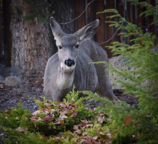 Maralee_Park_131016_55308