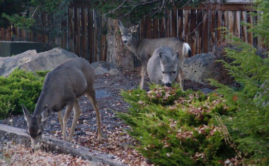 Maralee_Park_131016_55329