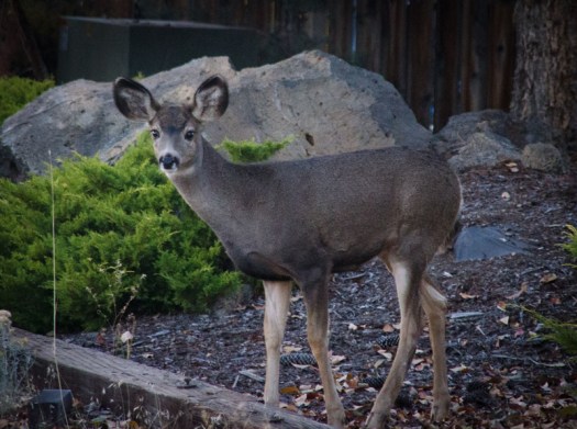 Maralee_Park_131016_55335