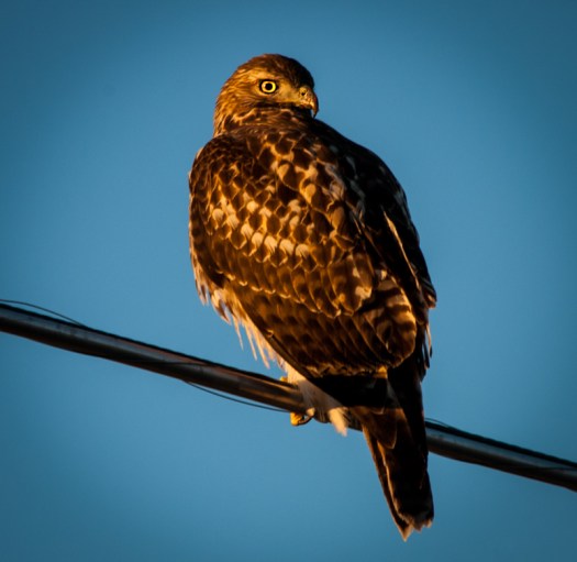 Maralee_Park_131019_55534-Edit