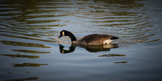 Maralee_Park_131024_55774-Edit