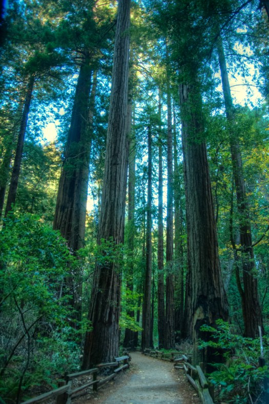 Muir Woods