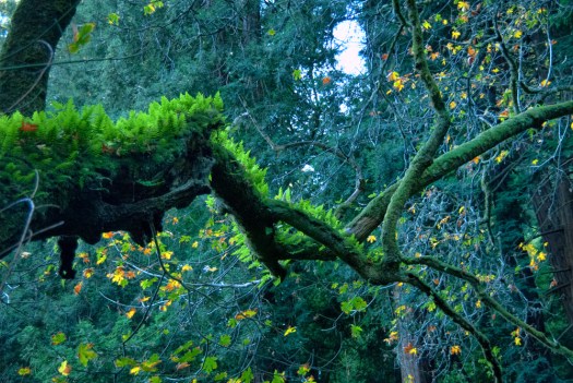Ferns growing on a tree
