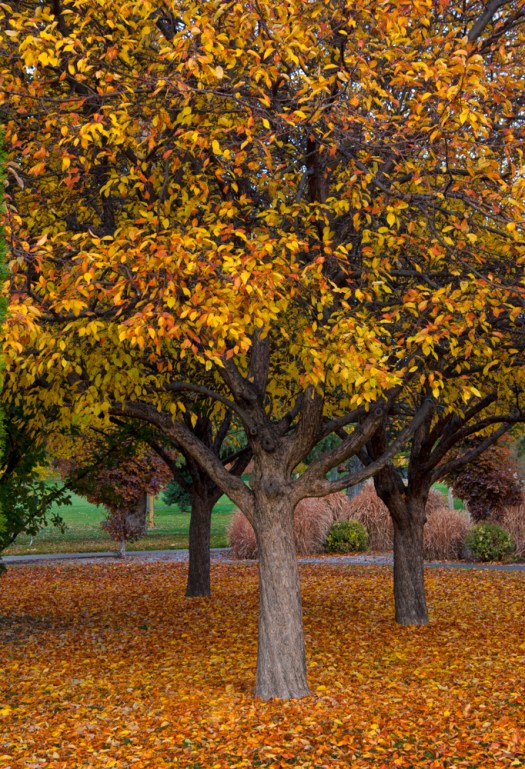 Maralee_Park_101105_09515-Edit