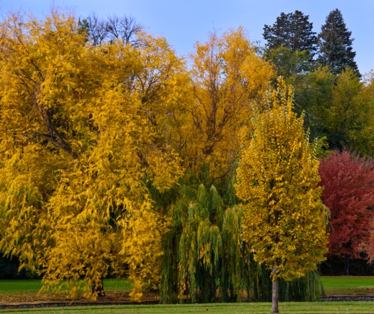 Maralee_Park_101105_09551-Edit