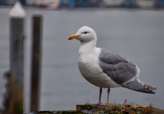 Maralee_Park_110618_07568-Edit-2