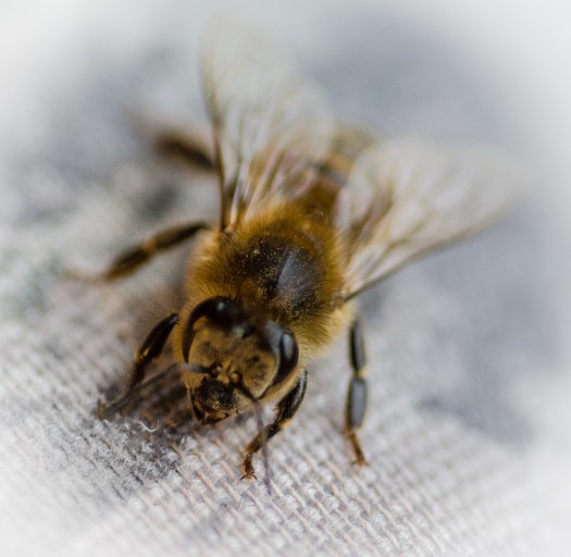 Maralee_Park_131031_56166-Edit