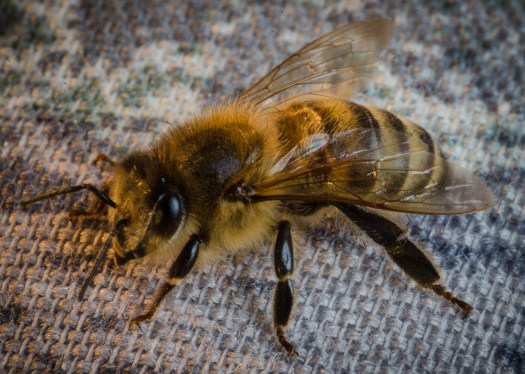 Maralee_Park_131031_56213