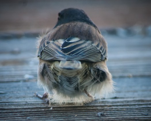 Maralee_Park_131102_56231-Edit