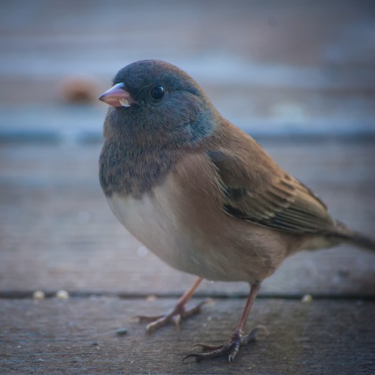 Maralee_Park_131102_56244-Edit