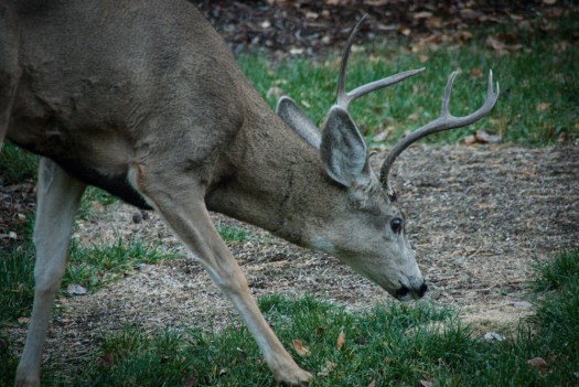 Maralee_Park_131108_56548