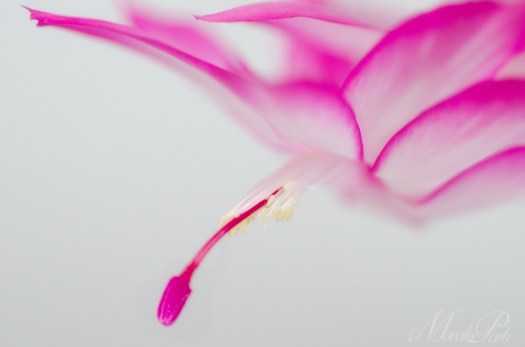 Maralee_Park_131110_56693-Edit