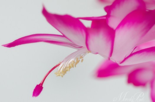 Maralee_Park_131110_56724-Edit