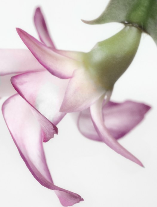 The above two flowers combined in Photoshop and  masking selective color.