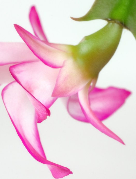 Original Color Photo