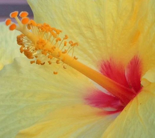 Hibiscus 1
