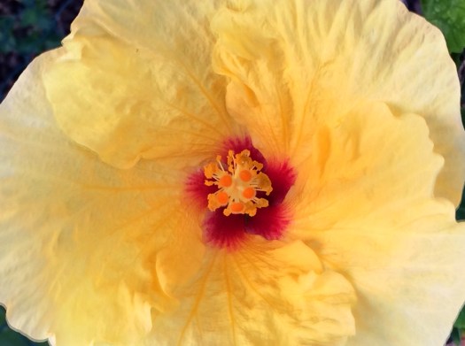Hibiscus 2