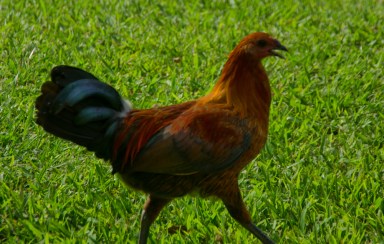 "Free Range" chicken