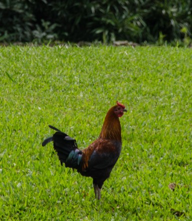 "Free Range" chicken