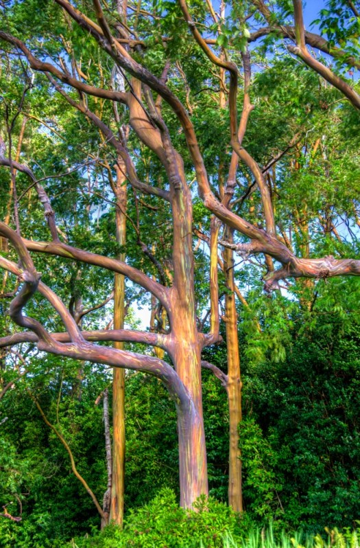 Maralee_Park_131206_58176_7_8