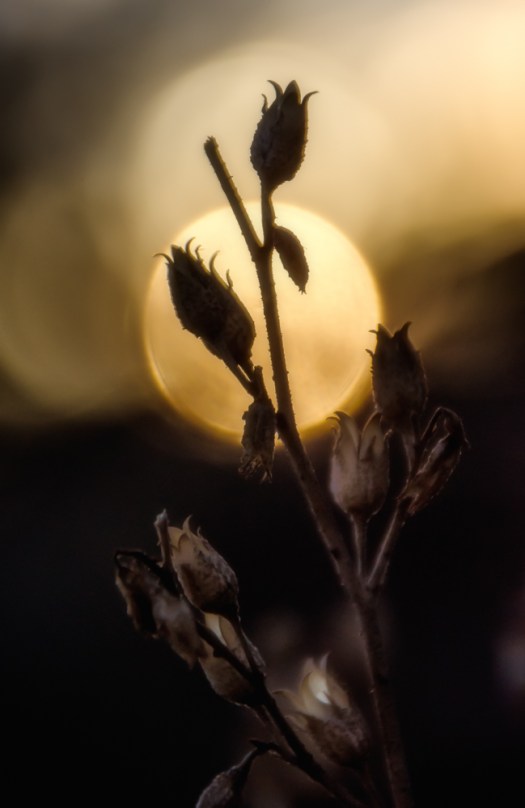 Maralee_Park_131227_58869-Edit