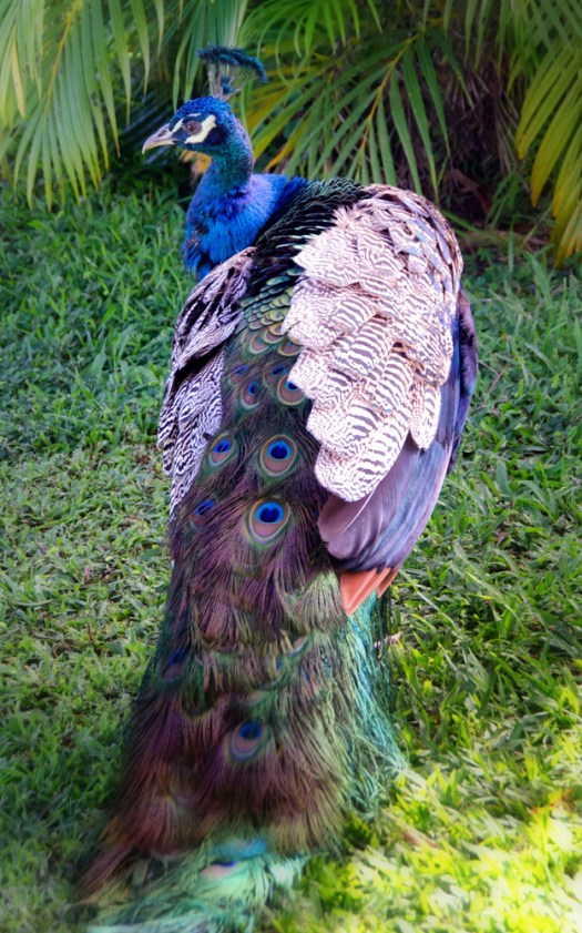 Maralee_Park_131206_58240-Edit