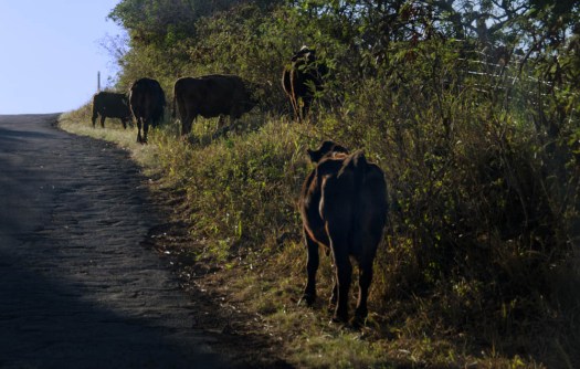 You never know what you're going to see - but you can get an idea of the road condition.