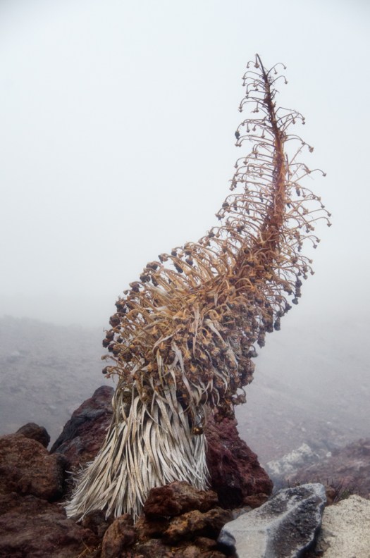 This silversword has bloomed and died.