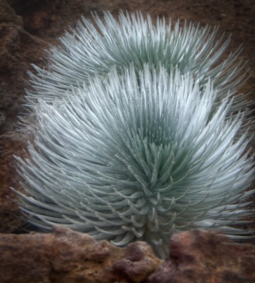 This silversword has not bloomed yet.