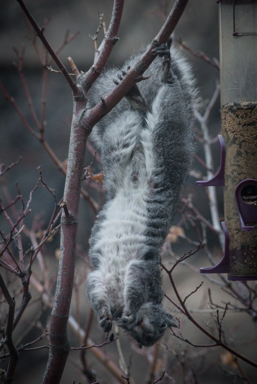 I"ve posted this photo before but he's just too darn cute to not post again.