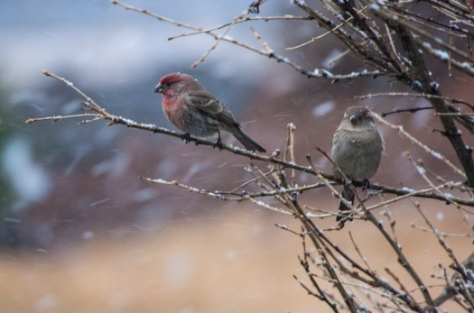 Maralee_Park_140111_59989