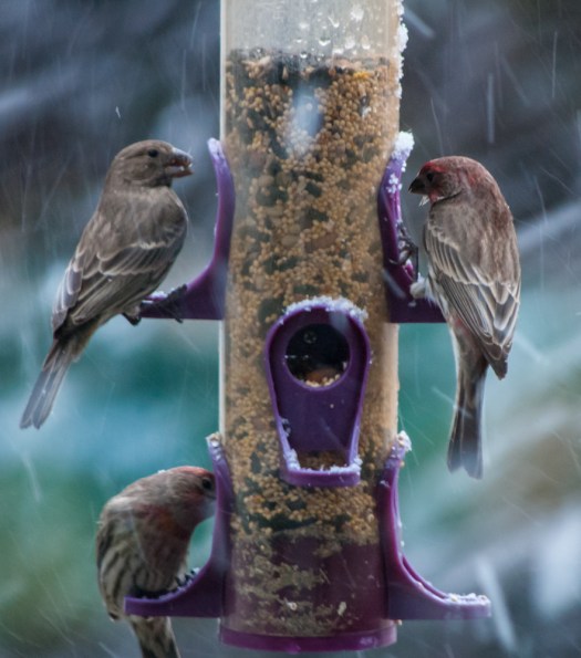 Maralee_Park_140111_60006