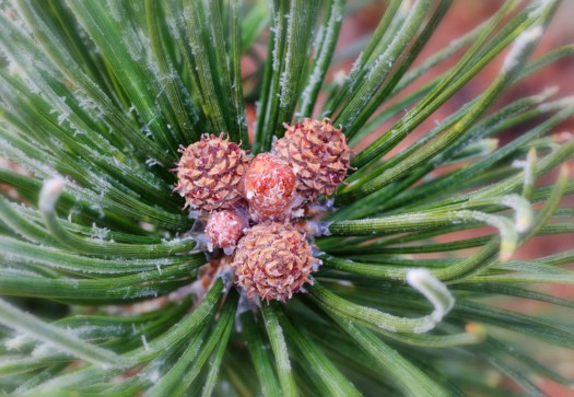 Maralee_Park_140119_60224-Edit