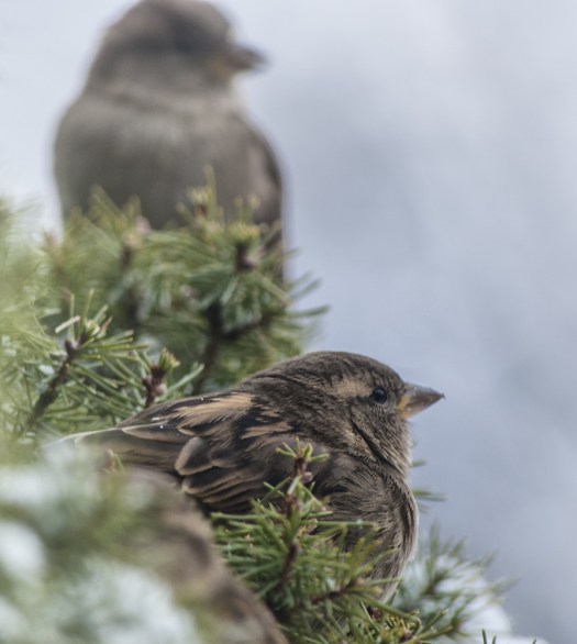 Maralee_Park_140123_60326-Edit