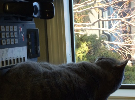 Miranda bird watching 2