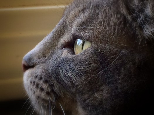 Miranda bird watching