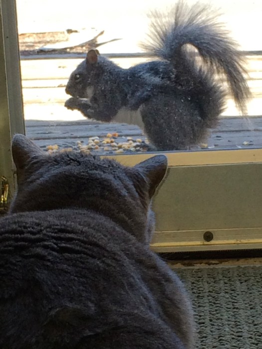 Squirrel and Miranda 2