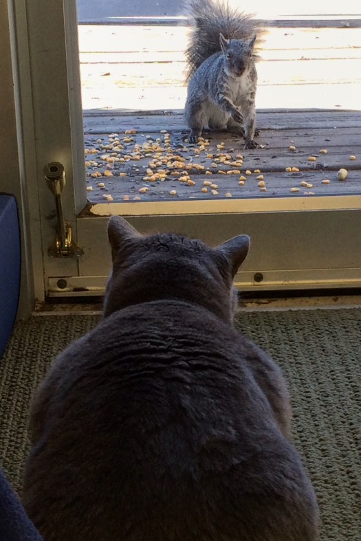 Squirrel and Miranda