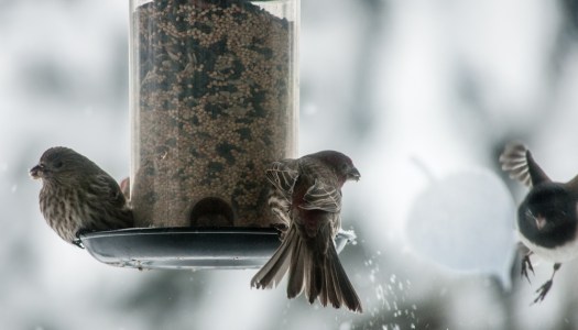 Maralee_Park_140208_60970-Edit