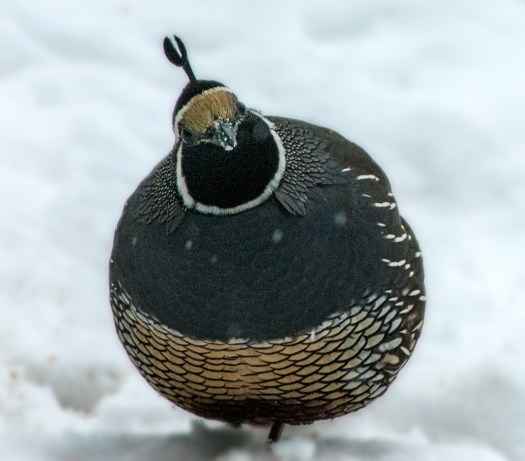 Are you saying I'm too fat?