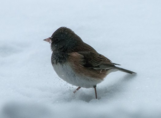 Maralee_Park_140208_61134-Edit